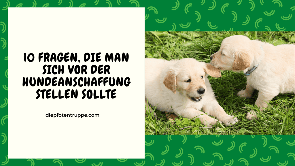 10 Fragen die sich jede*r vor dem Hundekauf stellen&nbsp;sollte