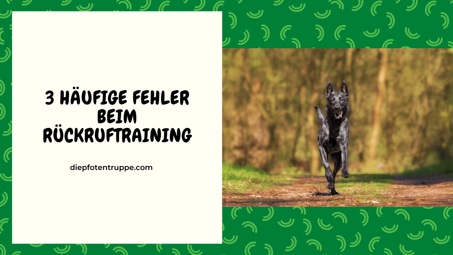 3 häufige Fehler beim&nbsp;Rückruftraining