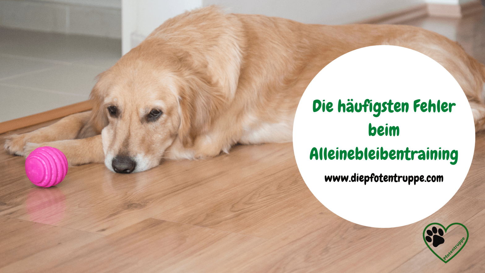 Fehler im Alleinebleibentraining, die du unbedingt vermeiden&nbsp;solltest!