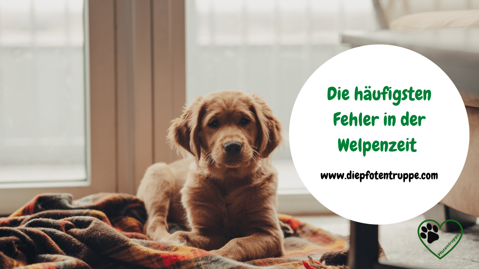 5 Fehler, die du in der Welpenzeit unbedingt vermeiden&nbsp;solltest