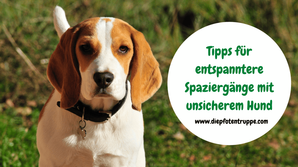 3 Tipps für entspanntere Spaziergänge mit unsicherem&nbsp;Hund