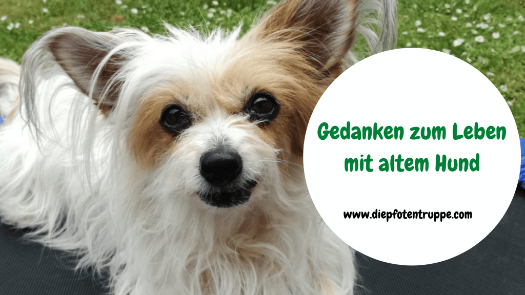 Das Leben mit einem alten&nbsp;Hund