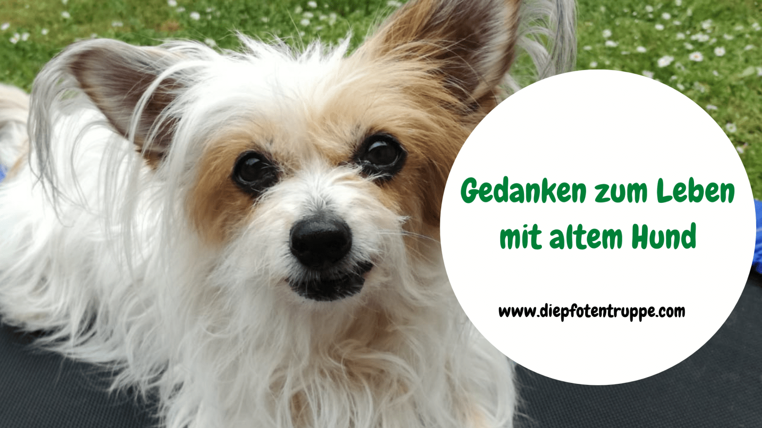 Das Leben mit einem alten&nbsp;Hund