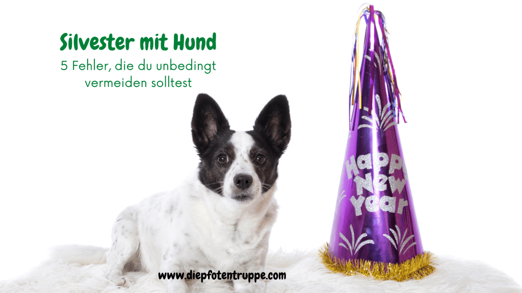 Die 5 größten Fehler bei der Vorbereitung auf Silvester mit&nbsp;Hund