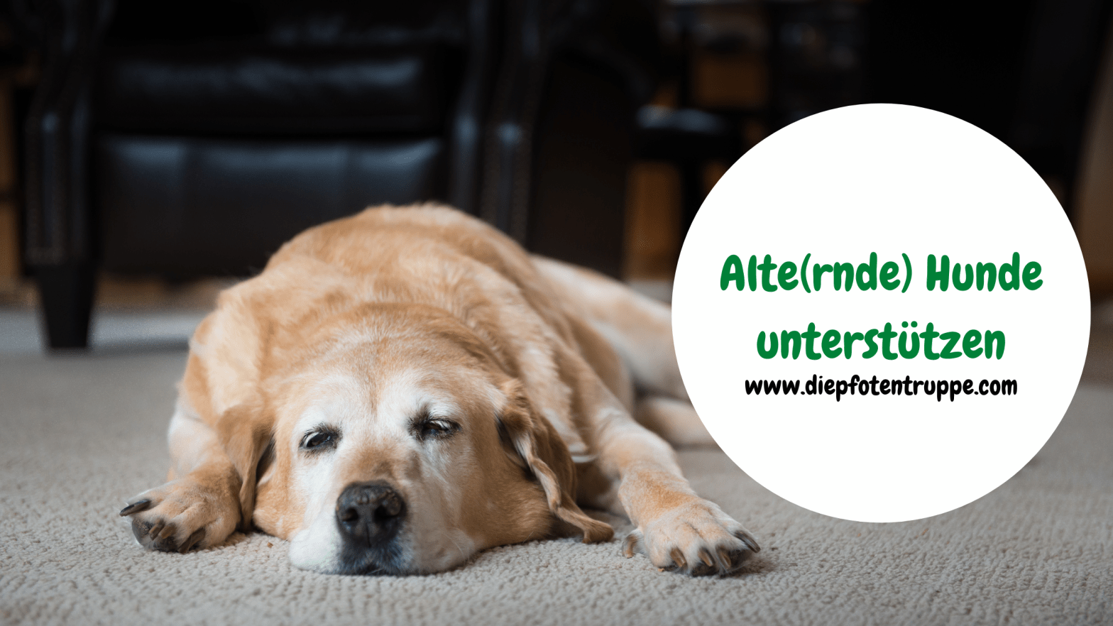 Alternde Hunde richtig&nbsp;unterstützen