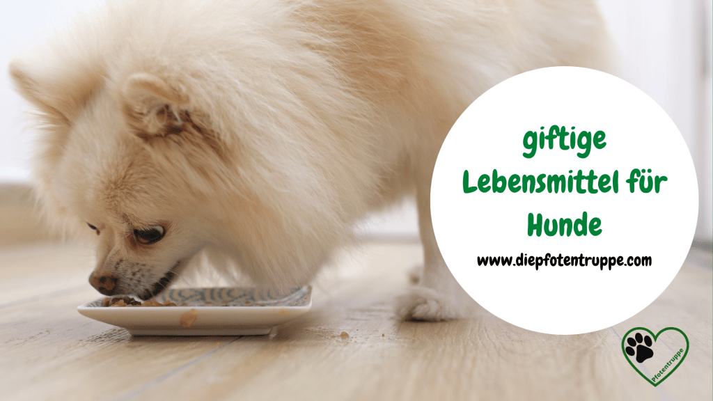 Giftige Lebensmittel für&nbsp;Hunde