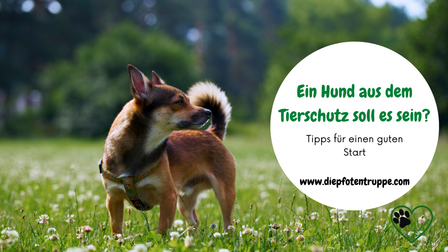Ein Hund aus dem Tierschutz soll es sein – Tipps für einen guten&nbsp;Start