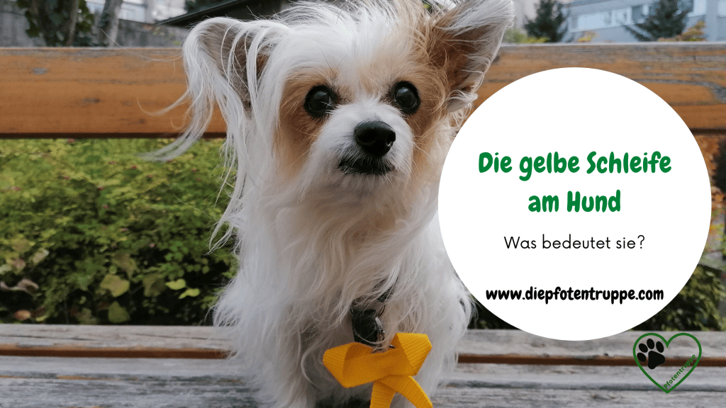 Was bedeutet die gelbe Schleife an der&nbsp;Hundeleine?