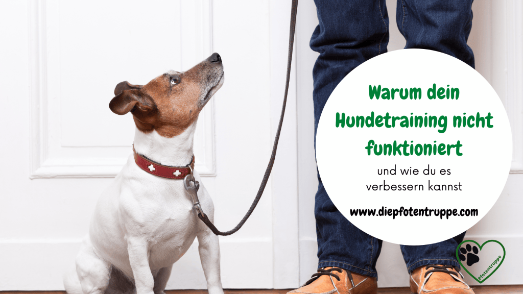 Hundetraining: 5 häufige Fehler, die deinen Fortschritt&nbsp;bremsen