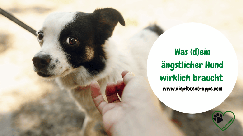 Was (d)ein Hund in seiner Angst wirklich&nbsp;braucht
