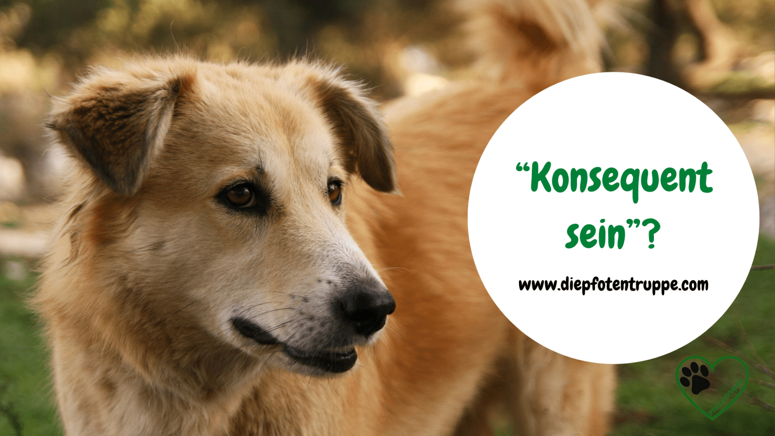 „Konsequenz“ – wie im Hundetraining mit einem Wort Druck legitimiert&nbsp;wird