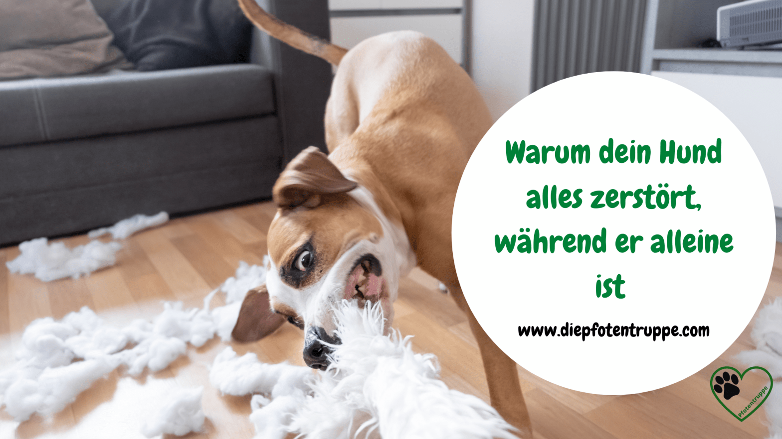 Dein Hund zerstört alles, wenn er alleine ist? Was dahinter steckt und wie du ihm helfen&nbsp;kannst!