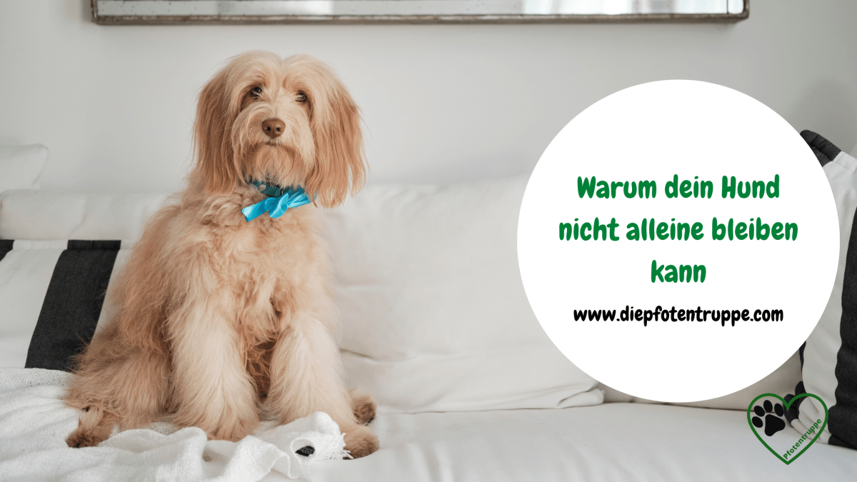 Warum dein Hund nicht entspannt alleine bleiben&nbsp;kann