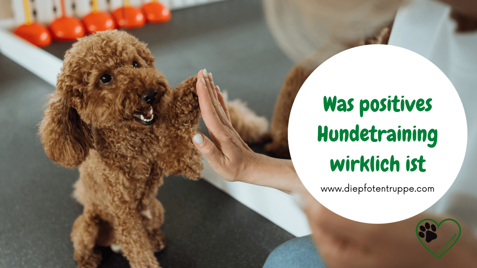 Was positives Hundetraining WIRKLICH&nbsp;ist