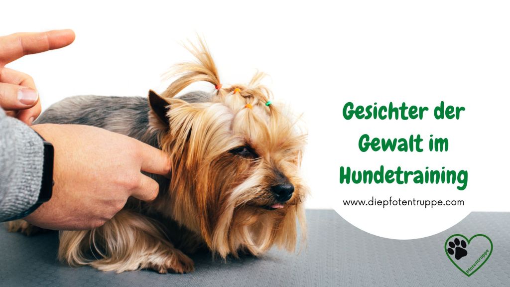 Die vielen Gesichter der Gewalt im&nbsp;Hundetraining