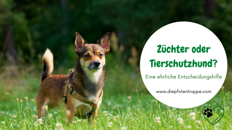 Züchter oder Tierschutzhund - eine ehrliche Entscheidungshilfe