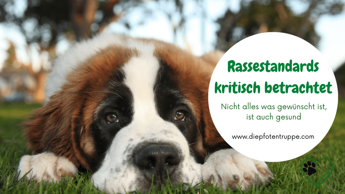 Rassestandards kritisch betrachtet – nicht alles, was gewünscht ist, ist auch&nbsp;gesund
