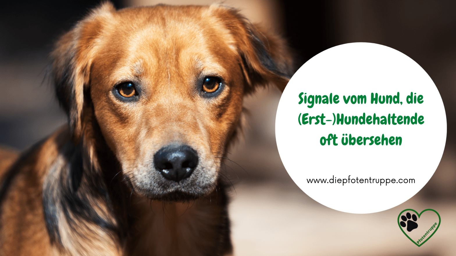 Die leisen Signale, die viele Hundehaltende nicht&nbsp;erkennen