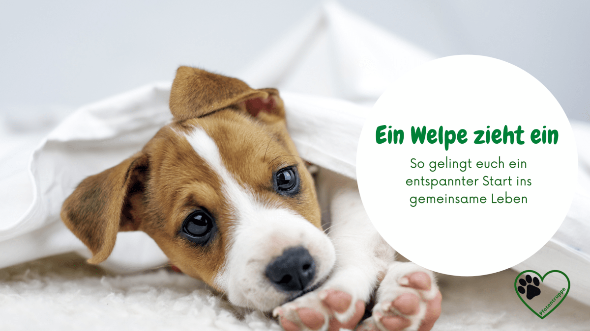 Ein Welpe zieht&nbsp;ein