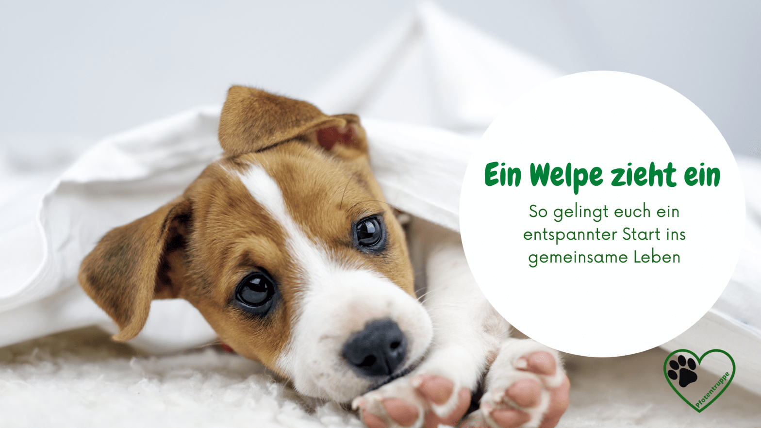 Ein Welpe zieht&nbsp;ein